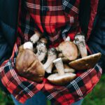A person harvesting fresh mushrooms in an autumn forest surrounded by colorful leaves.